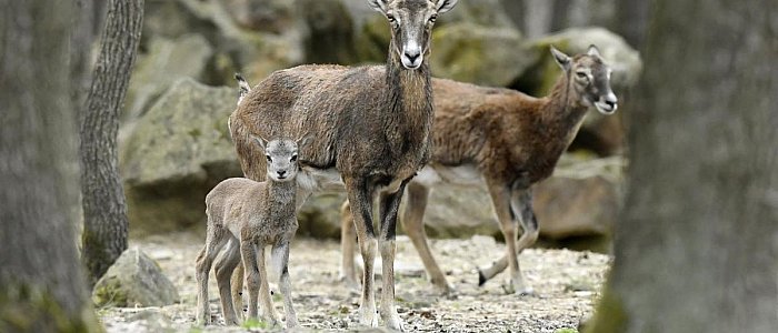 Парк дикой природы Будакеши Парк дикой природы Будакеши